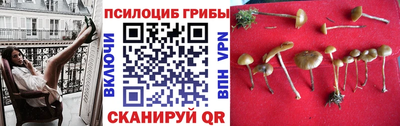 Галлюциногенные грибы прущие грибы  Починок 